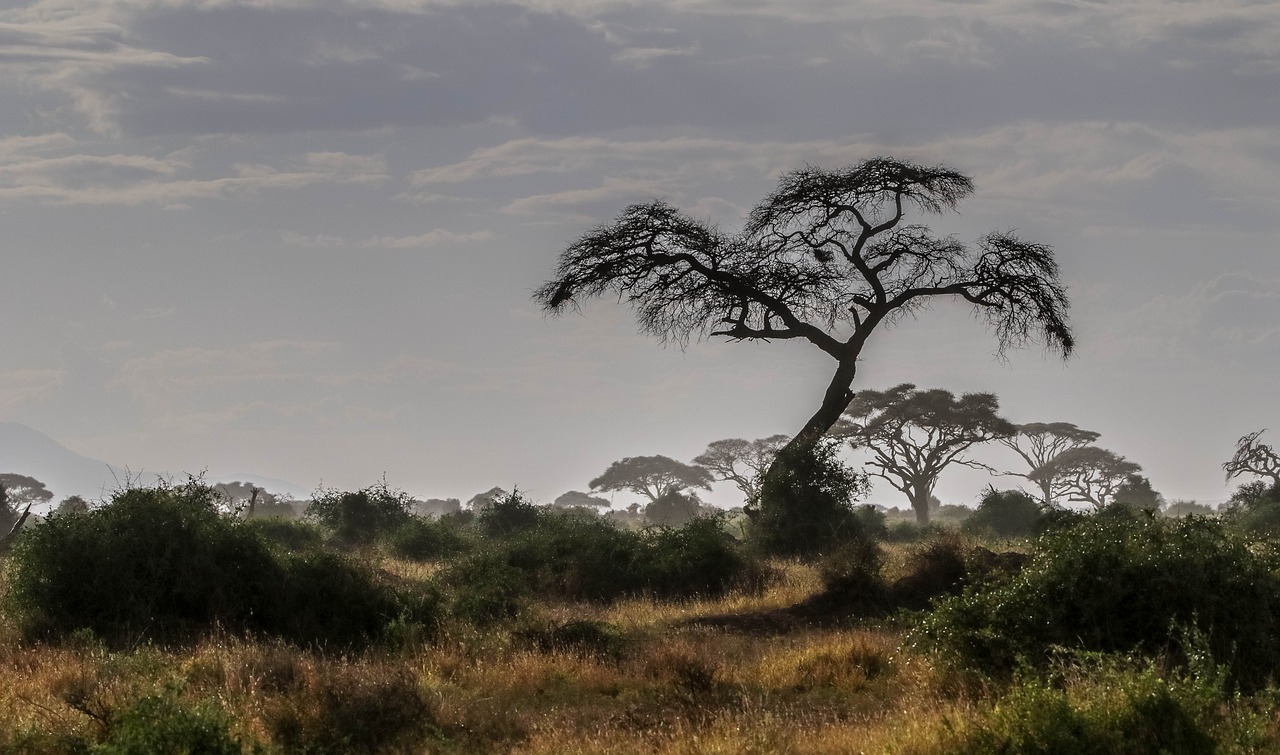 Kenya landscape