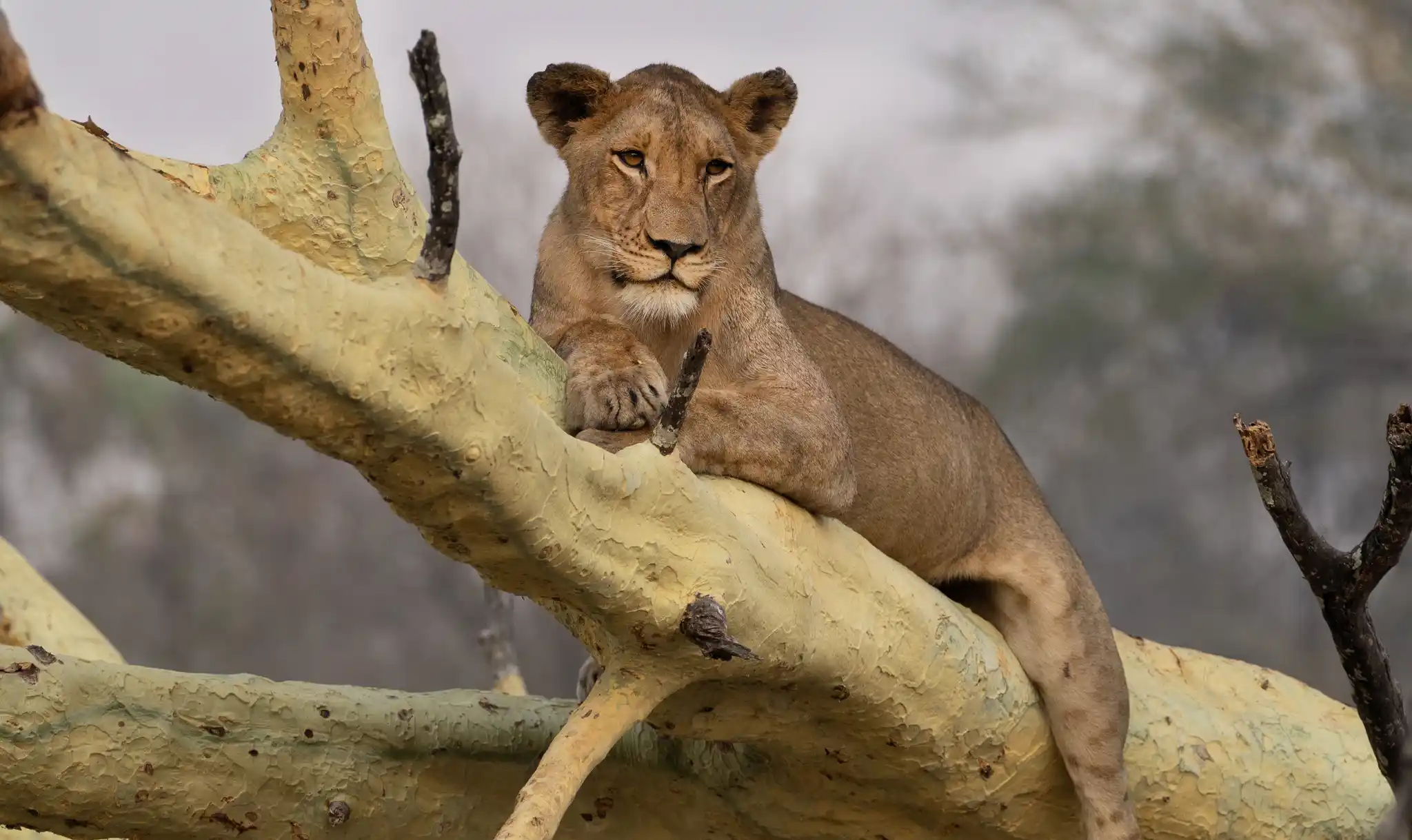 Mozambique landscape